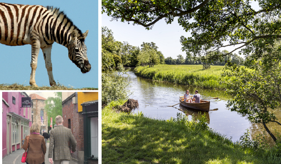 A Zebra at Colchester Zoo, a guided walk through Colchester, and rowing in Dedham